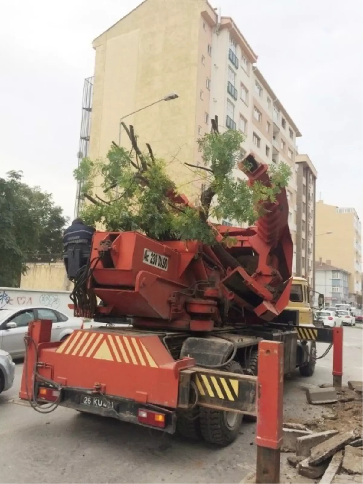 Büyükşehir Belediyesi Söktüğü Ağaçları Fidanlığa Yeniden Dikiyor