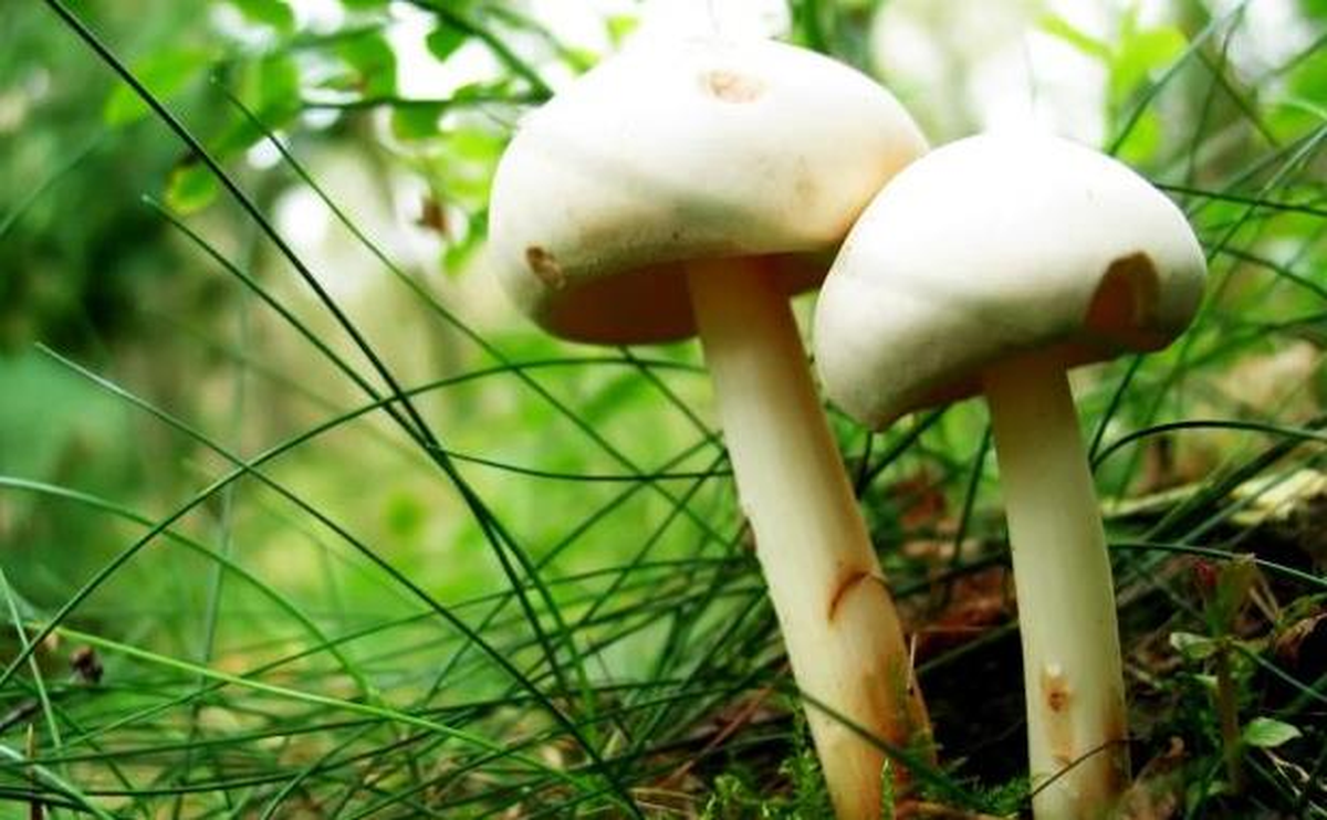 Mantar Zehirlenmelerine Dikkat