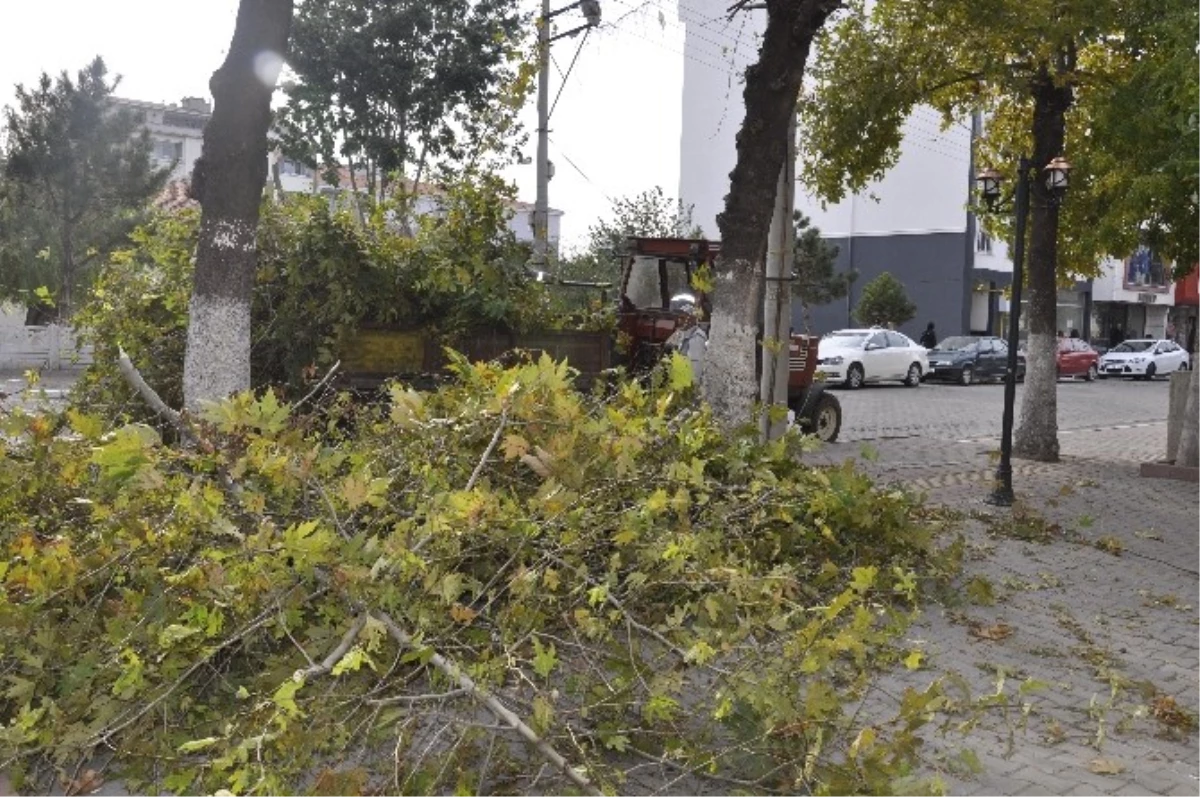 Muratlı Hükümet Konağı Bahçesine Bakım