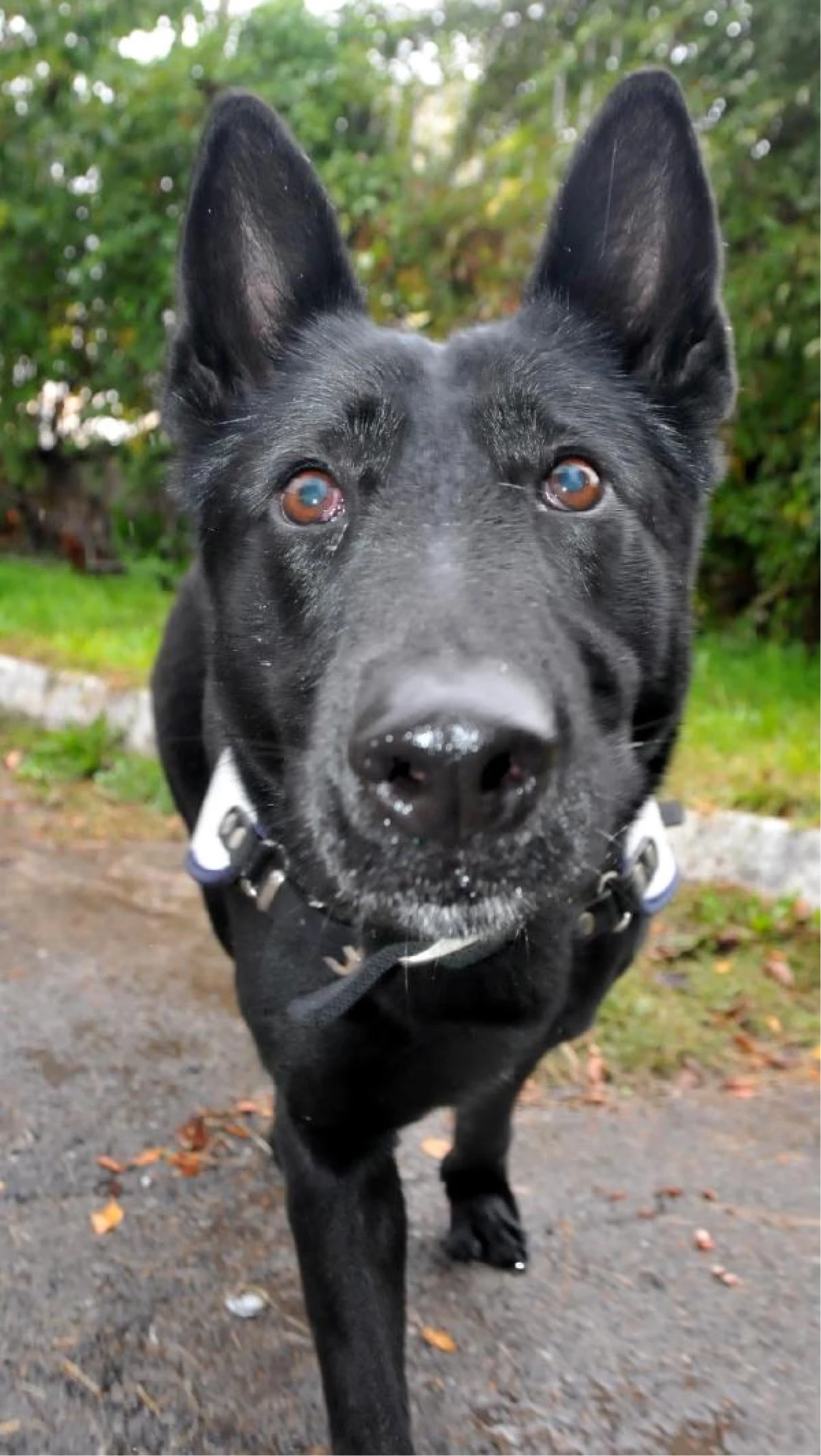 Özel Eğitimli Köpek \'Kayra\', Uyuşturucu Kaçakçılarına Geçit Vermiyor