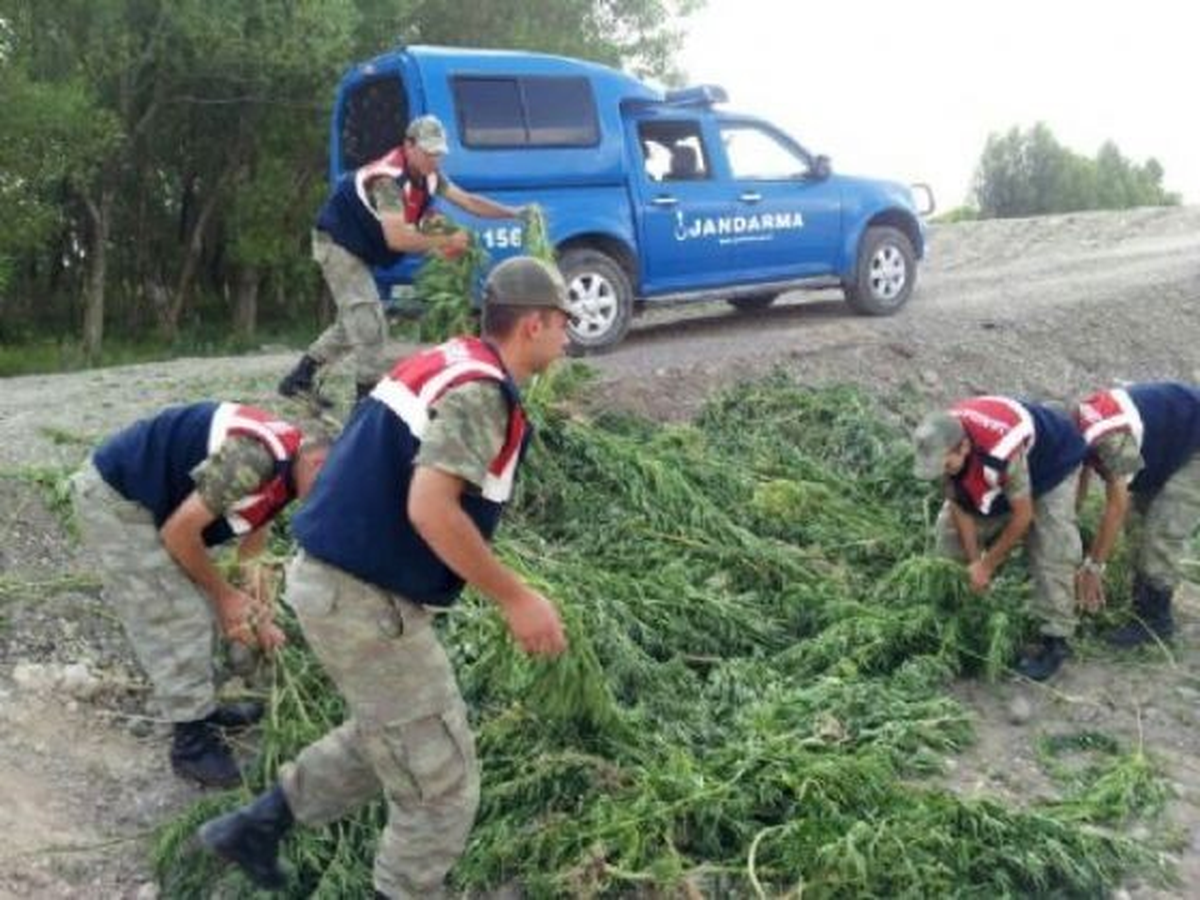 Pasinler\'de 6 Milyon 906 Bin 351 Adet Hint Keneviri Kökü İmha Edildi