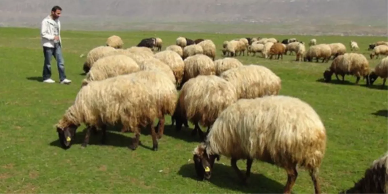 Birlikler, 'Sürü Yöneticisi' Desteğinin Yaygınlaşmasını İstiyor