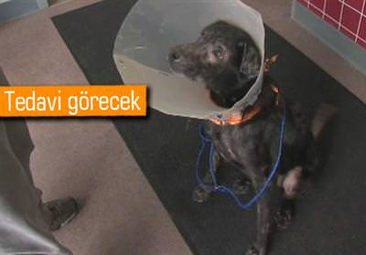 Bu Köpeğin İnsanlara Alerjisi Var