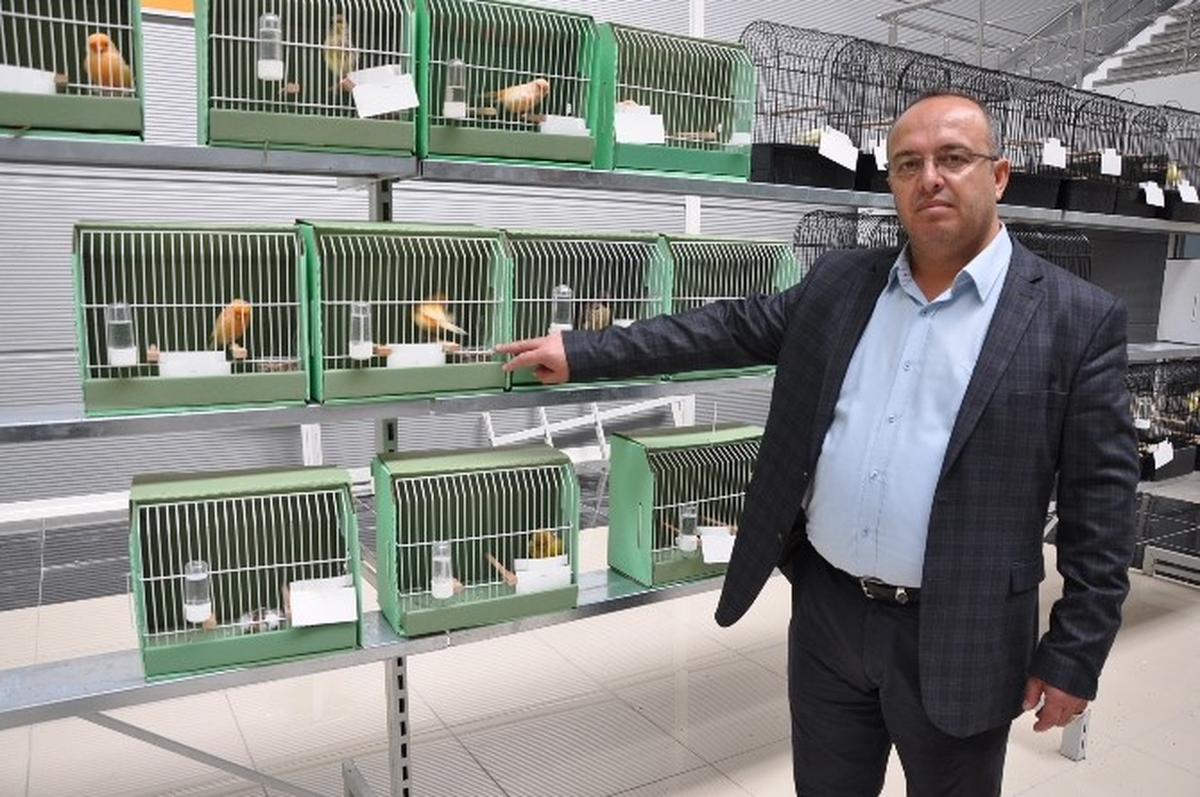 Kanaryalar Madalya İçin Yarışıyor