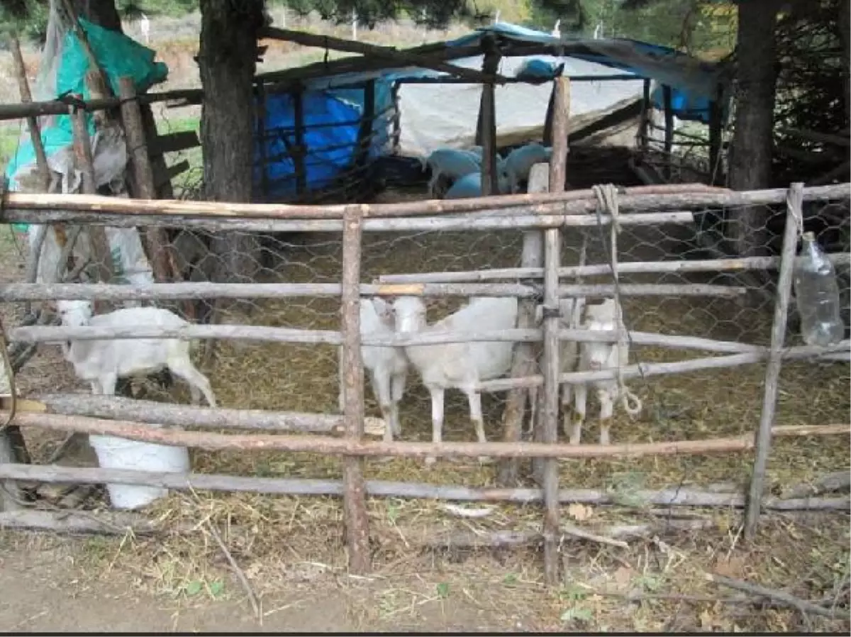 Kuduz Tilki Yüzünden Köy Karantinaya Alındı