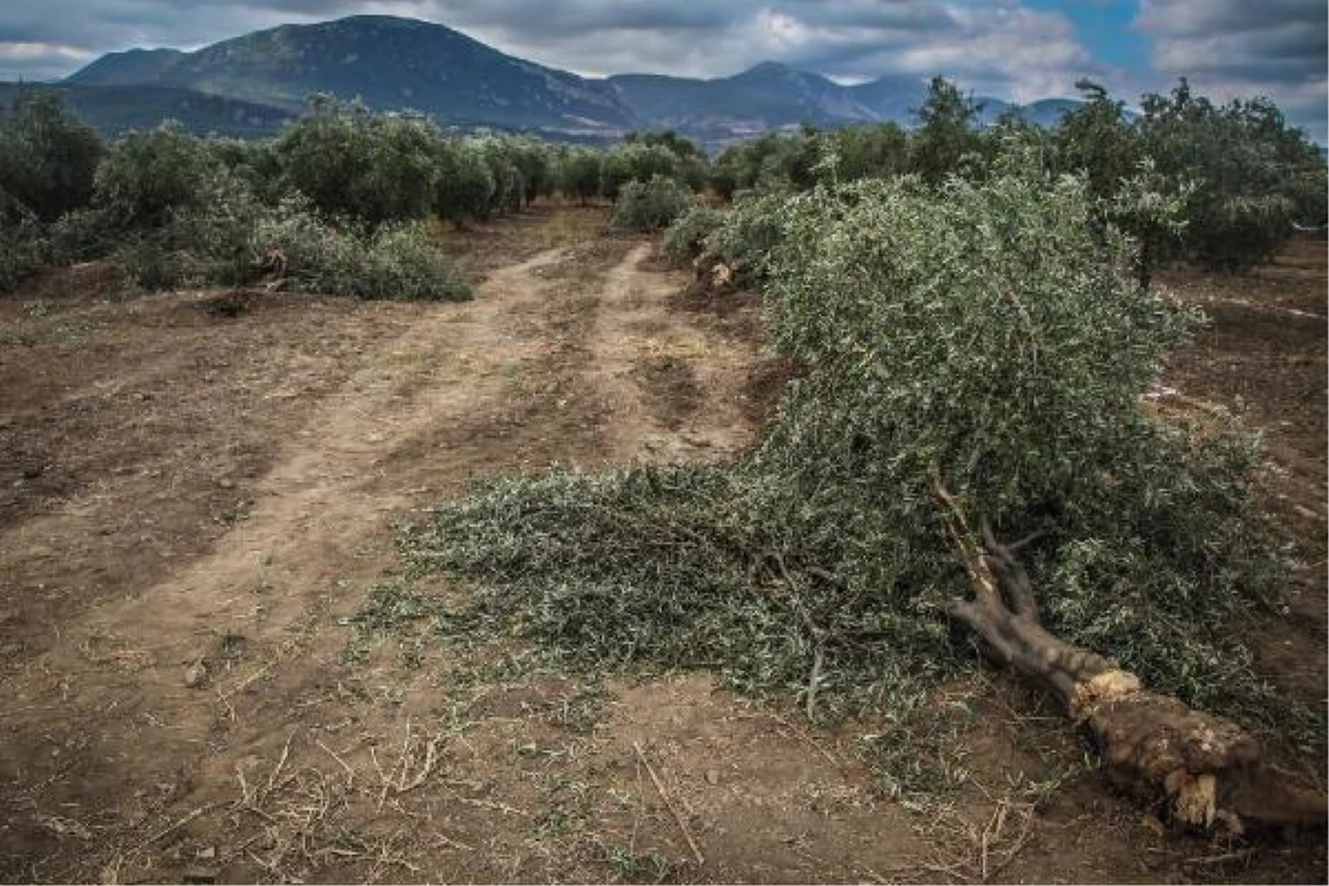 Manisa\'da Twitter Üzerinden Zeytin Savaşı