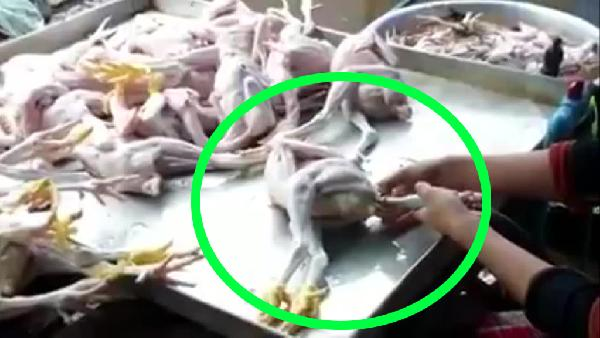 Şişirilmiş Piliçler Dehşete Düşürdü
