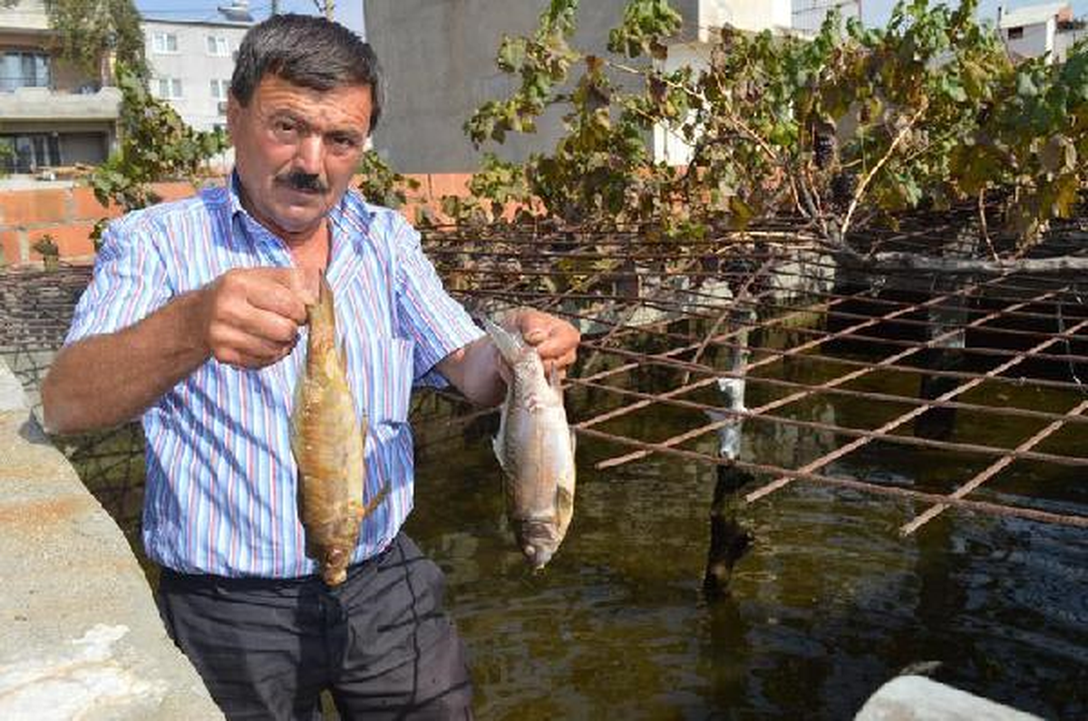 Sivri Sinekler İçin İlaçlanan Havuzda Balıklar Telef Oldu