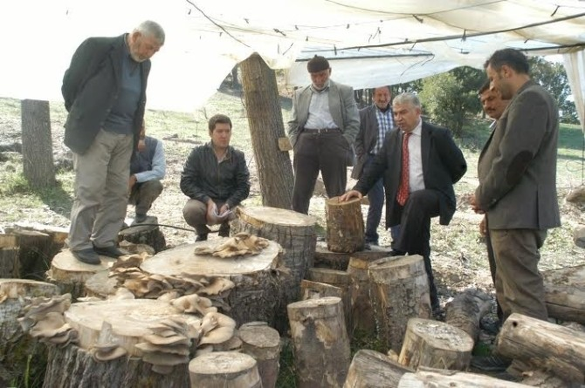 Uludağ\'da Kütük Mantarı Yetiştirilmeye Başlandı