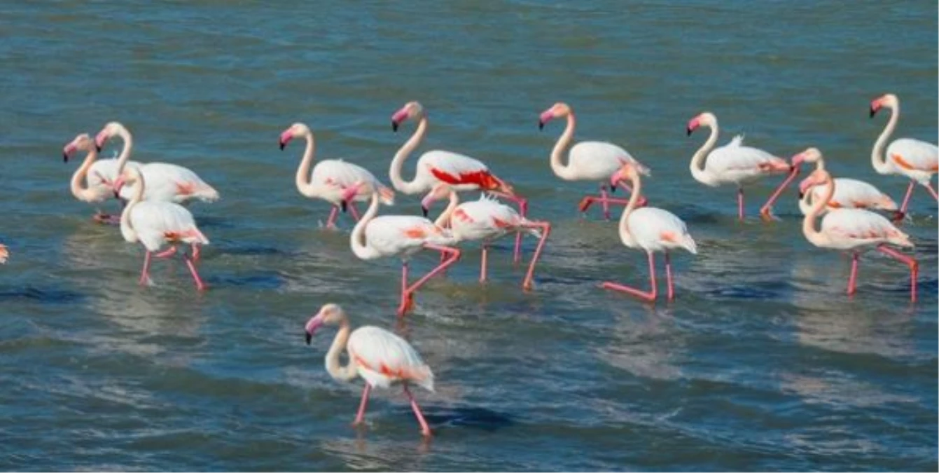 Kuşcenneti\'nde 10 Bin Çift Flamingo Kuluçkaya Yattı