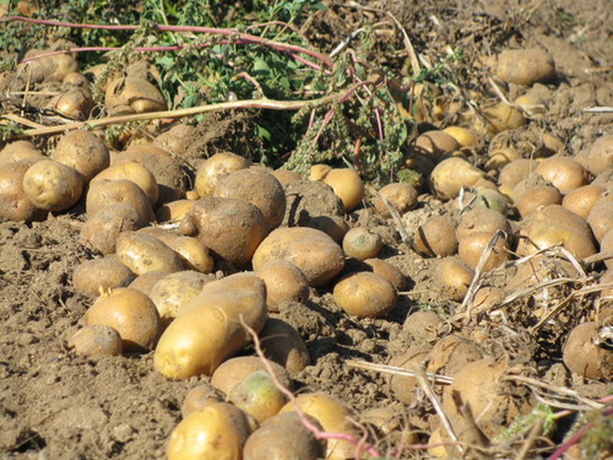 Bolvadin\'de Patates Hasadı Başladı