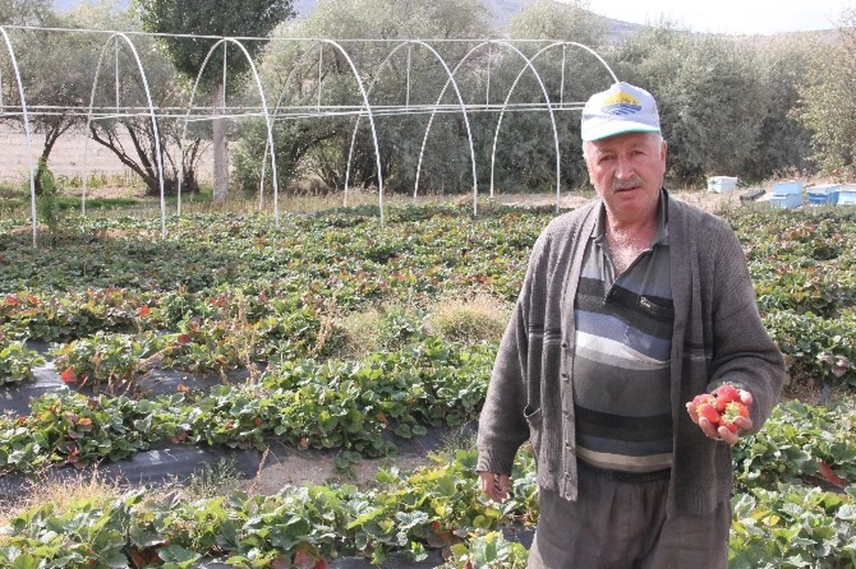 Nevşehir\'de Kış Aylarında da Çilek Yetiştirilecek