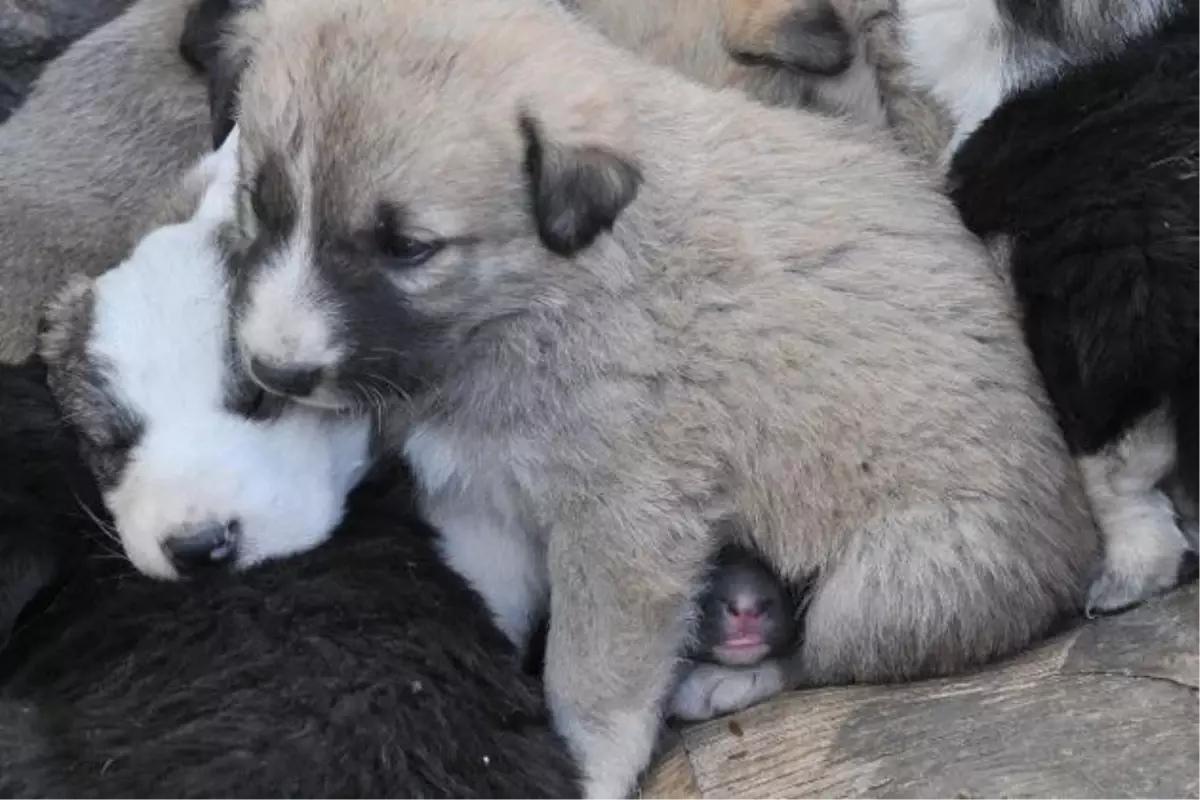 Anneleri Ölen Köpek Yavrularına Sahip Çıktılar