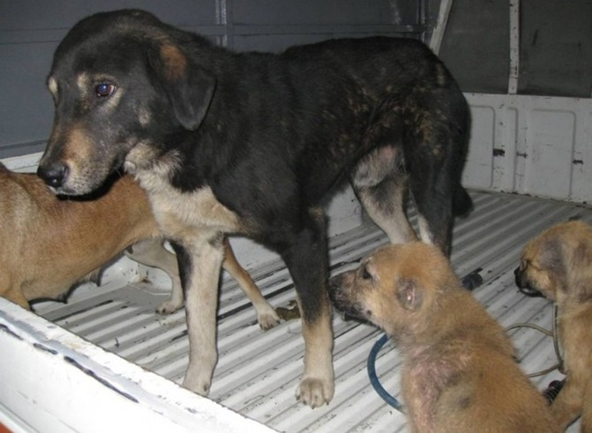 Belediyeden İlginç "Başıboş Köpek" Açıklaması