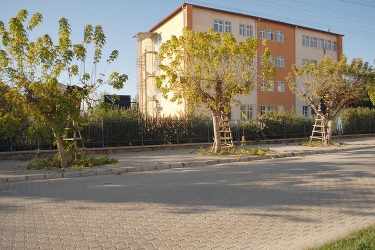 Bolvadin Belediyesi Ağaç Budama Çalışmalarına Başladı