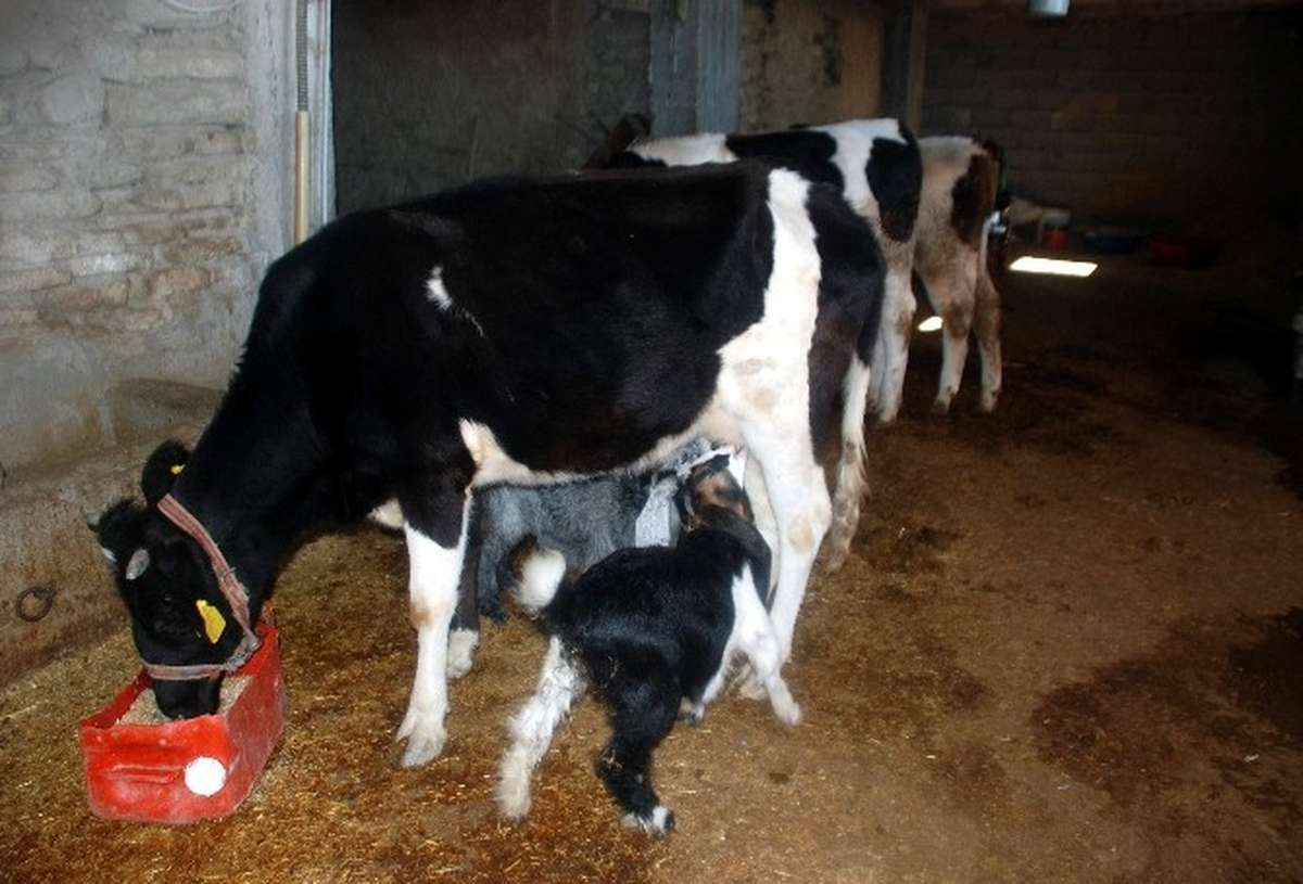 İnek, Oğlaklara Annelik Yapıyor