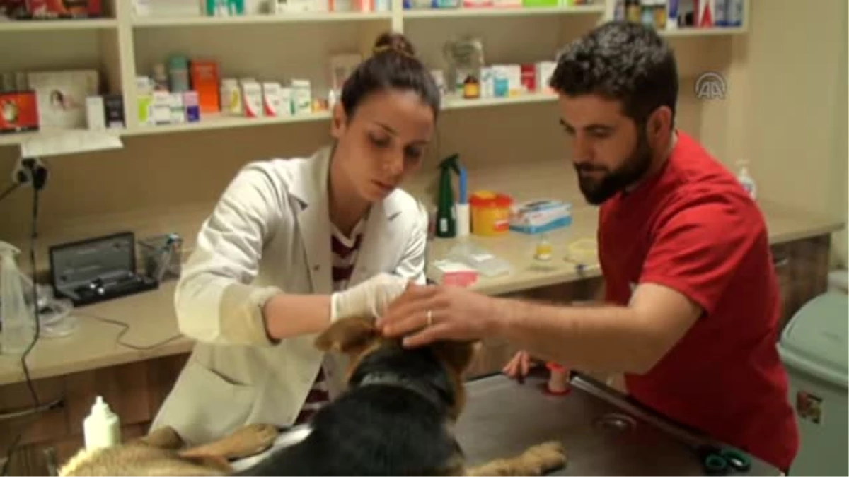 Çanakkale\'de Yaralı Köpeğe Rekortmen Sporcu Sahip Çıktı