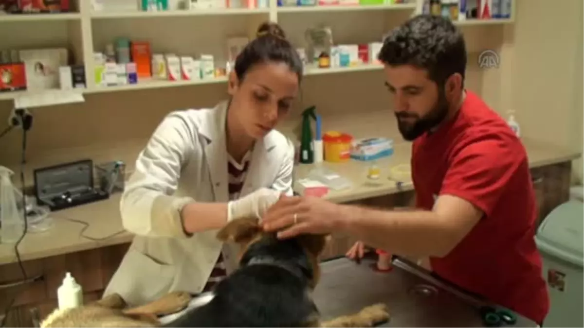 Çanakkale'de Yaralı Köpeğe Rekortmen Sporcu Sahip Çıktı