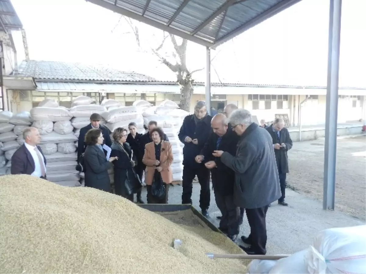 Makedonya Pirinç Kalitesi ve Veriminin Arttırılması Projesi