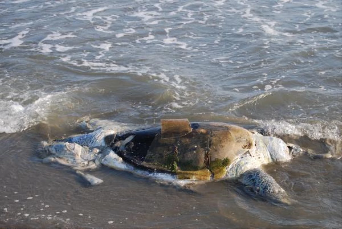 Mersin\'de Ölü Caretta Caretta Sahile Vurdu