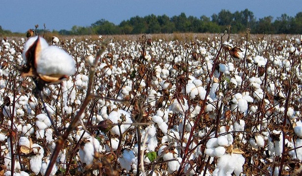 Pamukta Rekolte Tahmin Çalışmaları Tamamlandı