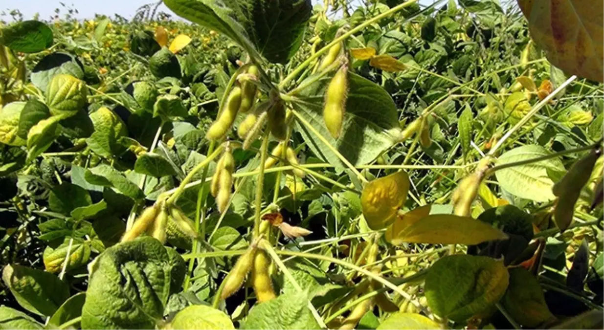 Tzob: Soya Üretimini Artırmak İçin Potansiyel Var