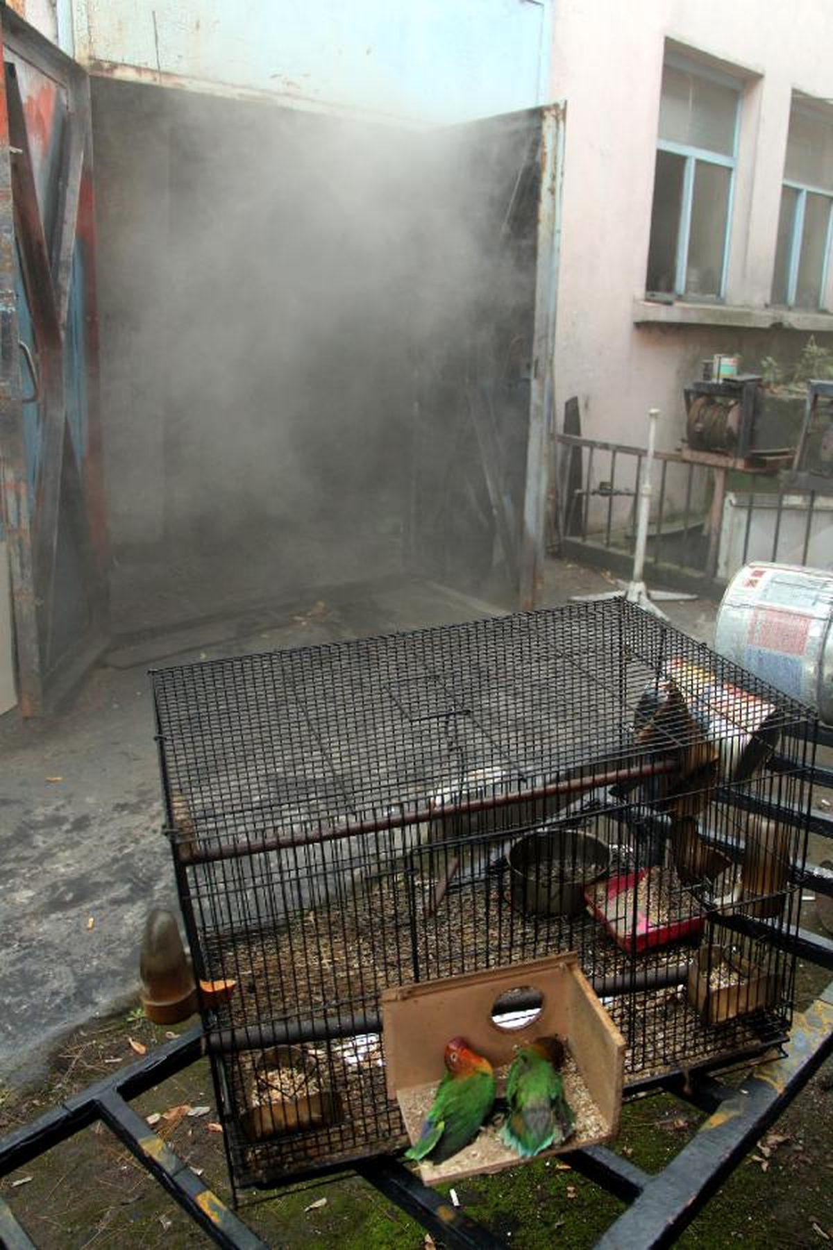 Atölyedeki Yangında 2 Papağan Telef Oldu, Köpek Kurtuldu
