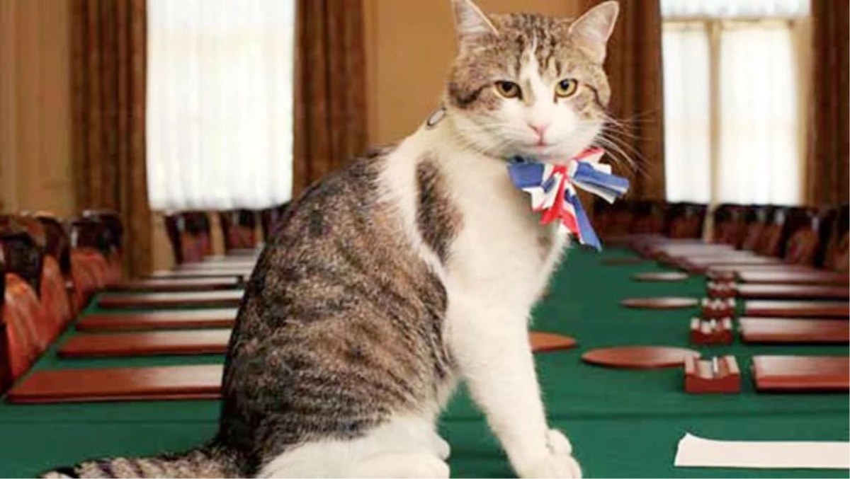 İngiliz Parlamentosundaki Fare Sorununa Kedi Önerisi