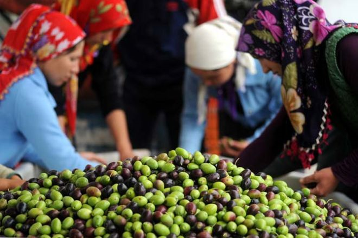 Mudanya\'da Zeytin Alımları Başladı