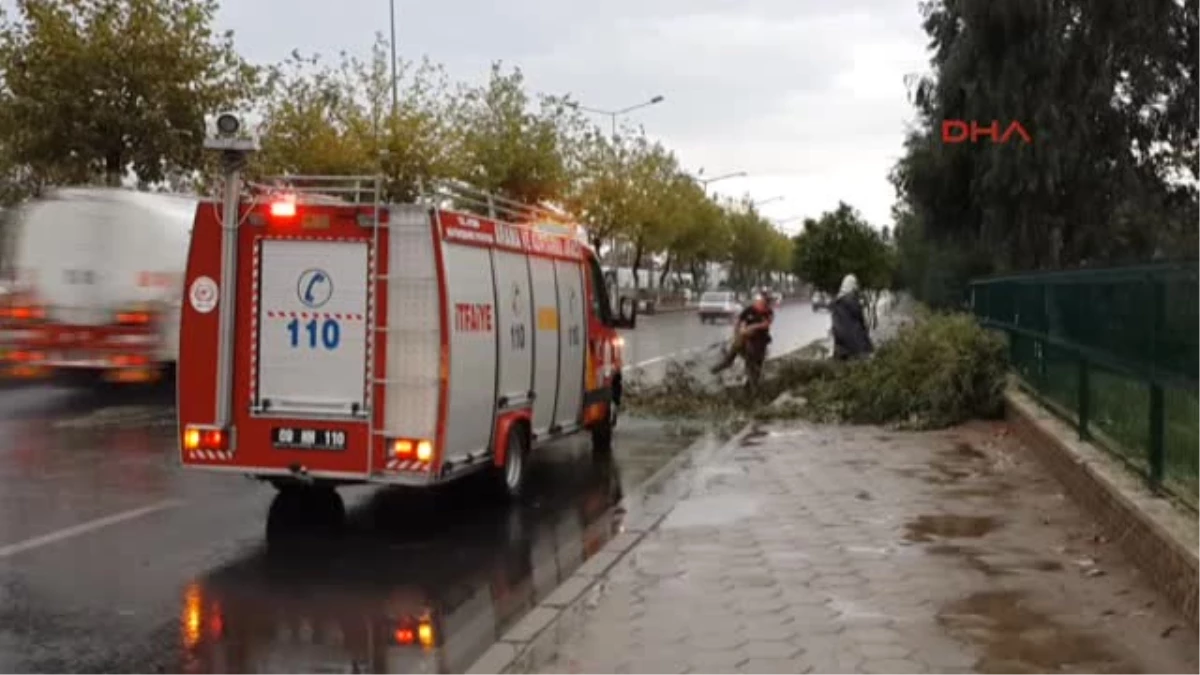 Aydın\'da Şiddetli Rüzgar Ağaç Devrildi - Yeniden