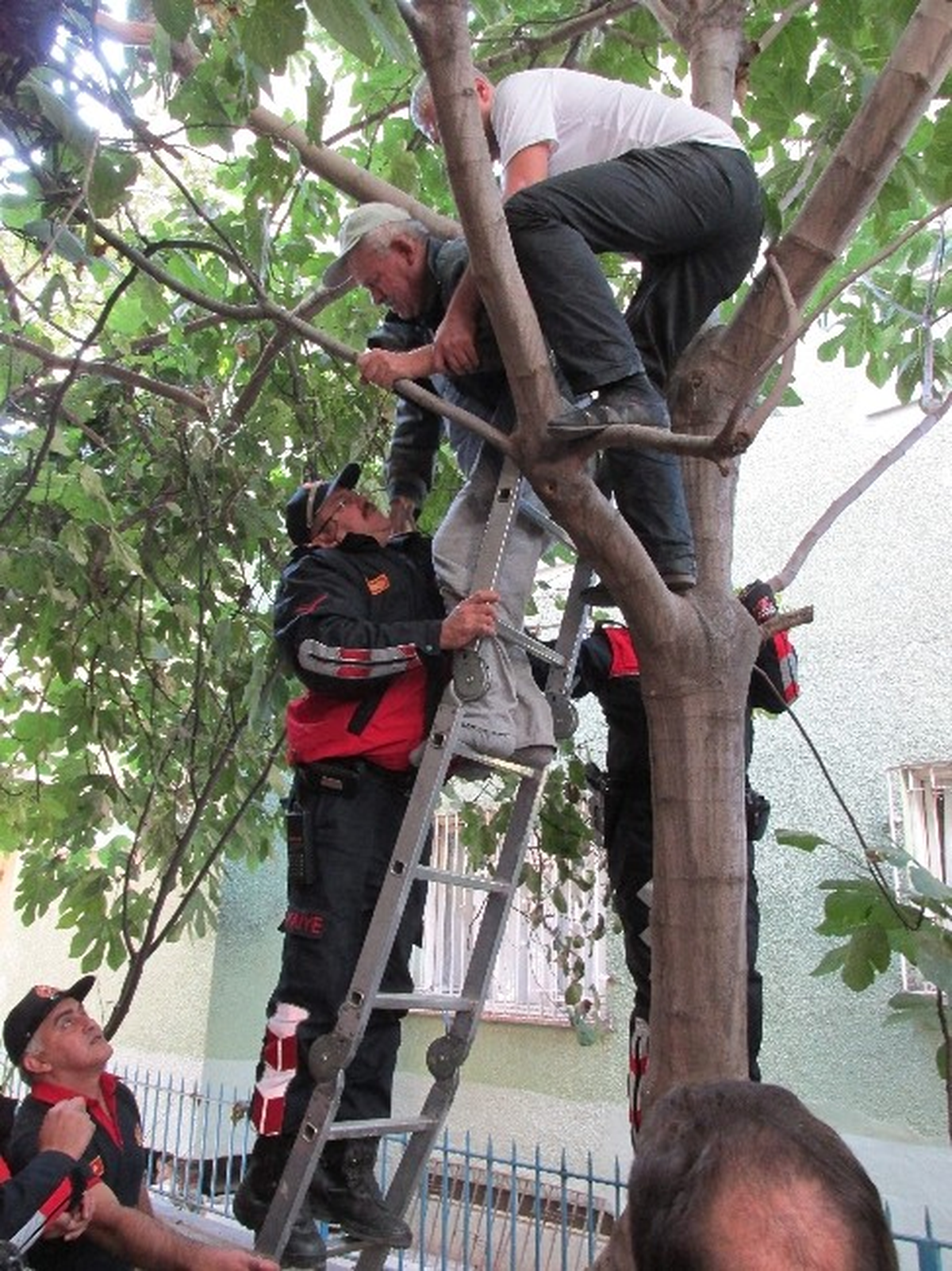 Budamak İçin Çıktığı Ağaçta Mahsur Kalan Yaşlı Şahıs İçin Ekipler Seferber Oldu
