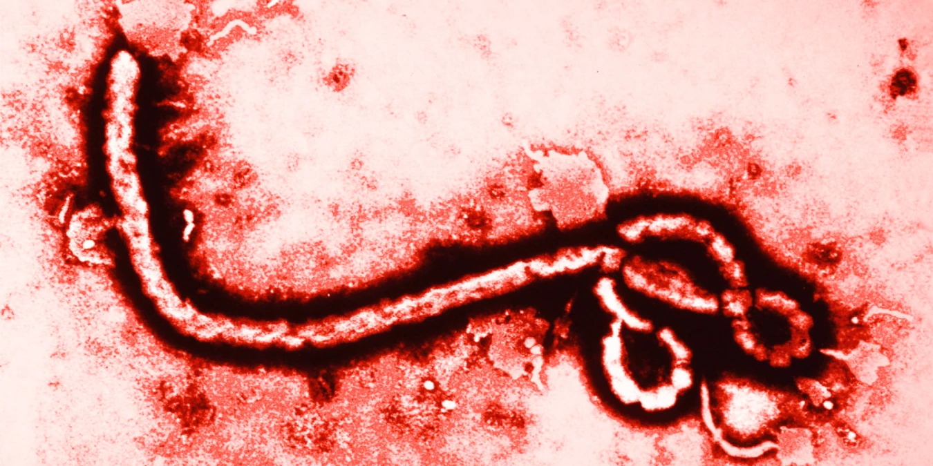 Dünya Sağlık Örgütü: 2015\'te Milyonlarca Doz Ebola Aşısı Üretilecek