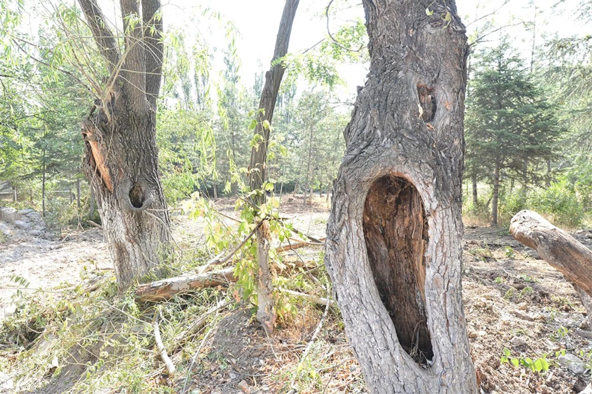 Gölcük Tabiat Parkı\'nda Riskli Ağaçlar Kaldırılıyor