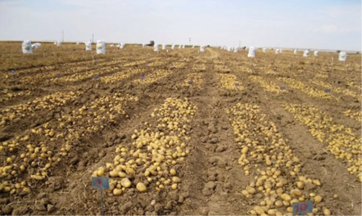 Patates Tarlaları, Ekmek Kapısı Oldu