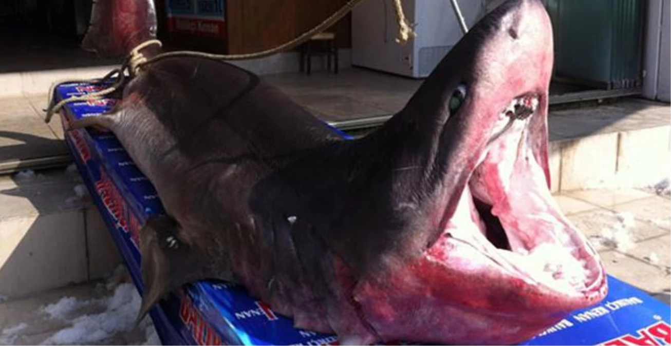 Balıkçıların Ağına 673 Kilogramlık Köpek Balığı Takıldı