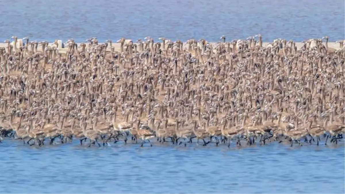 Flamingo Adasında 7 Bin Yavru