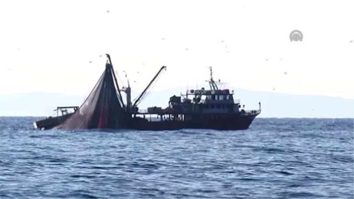 Balıkçının Ağına 9 Bin Lüfer Takıldı