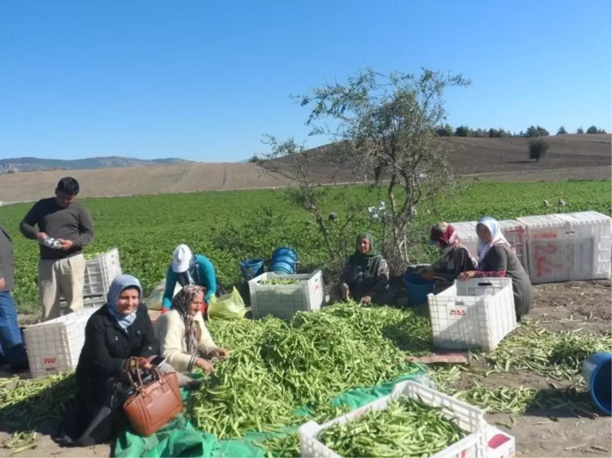 Asenalar Fasulye Tarlasında