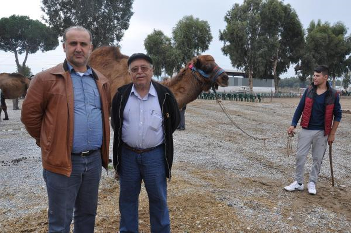 Daylak Develer İlk Kez Güreşti