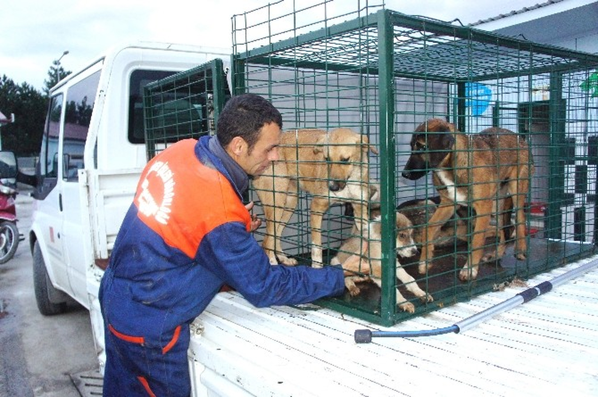 Aç Kalan Ayılar Sokak Köpeklerine Saldırdı