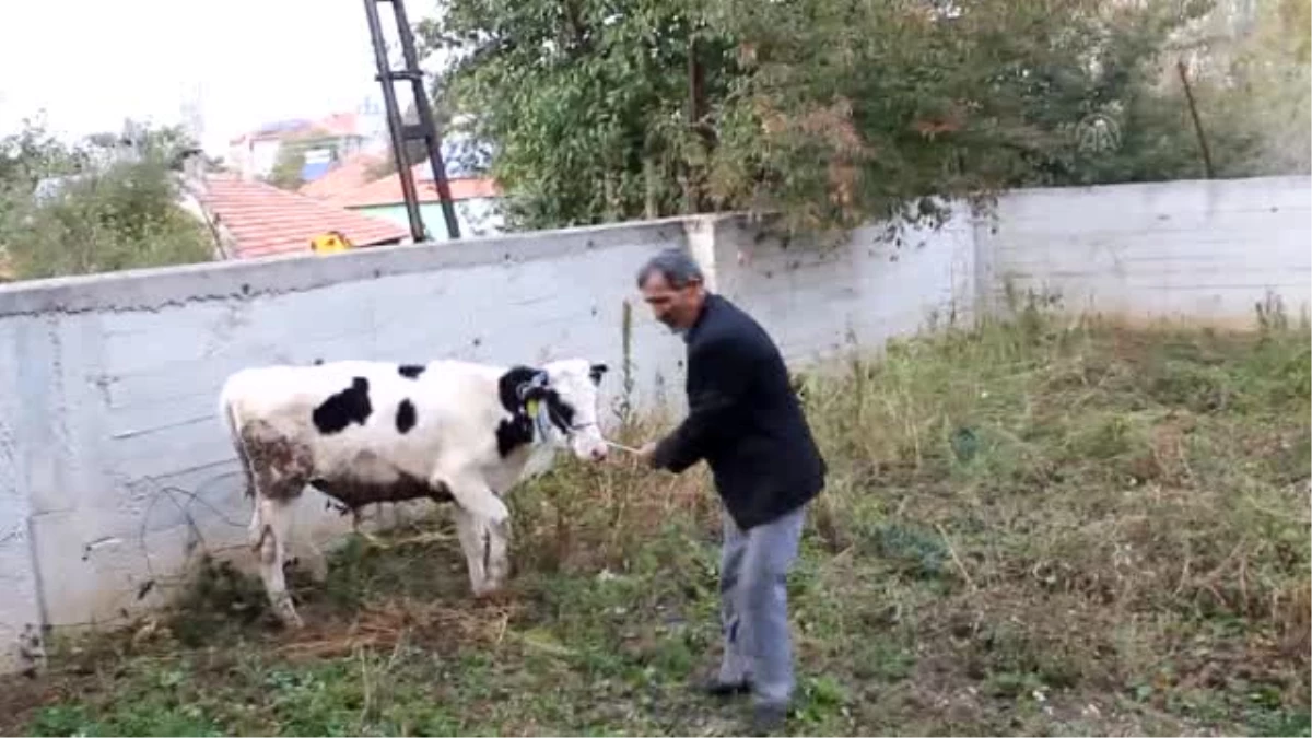 Hayvan Pazarında Unutulan Dana, 4 Gün Sonra Sahibine Teslim Edildi