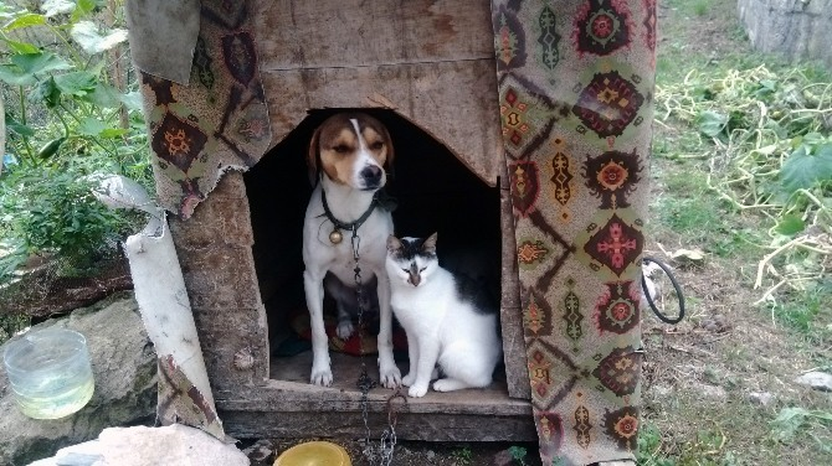 Kedi ve Köpeğin Dostluğu Görenleri Şaşırtıyor