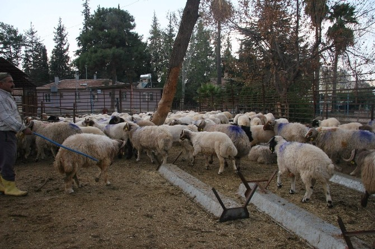 Sınırda Hayvan Kaçakçılığı