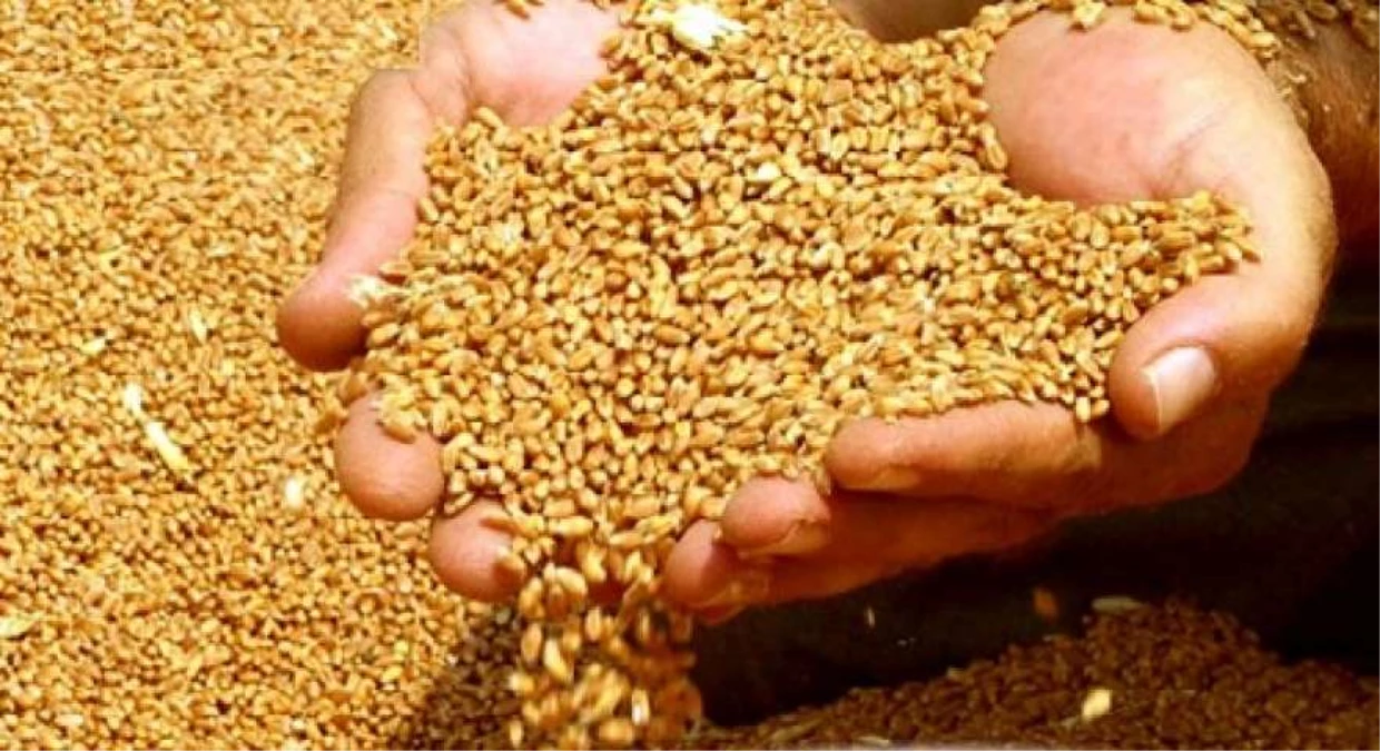 Tahıl Ambarından 55 Ülkeye Islah Edilmiş Buğday Gidiyor