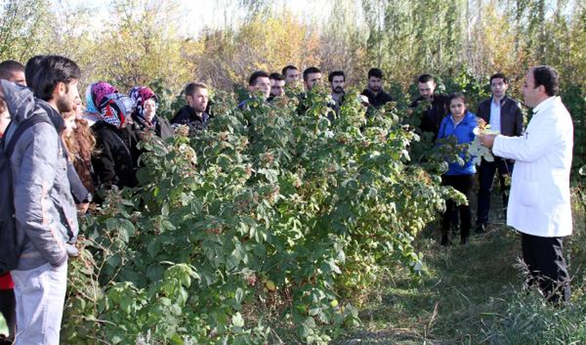Üniversite Bahçesinde Ahududu Dersi