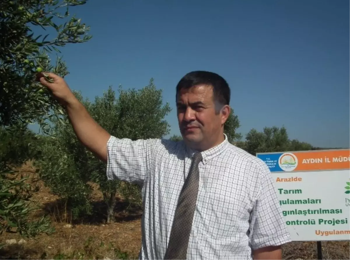 Üreticiler Zeytin Dal Kanserine Karşı Bilgilendiriliyor