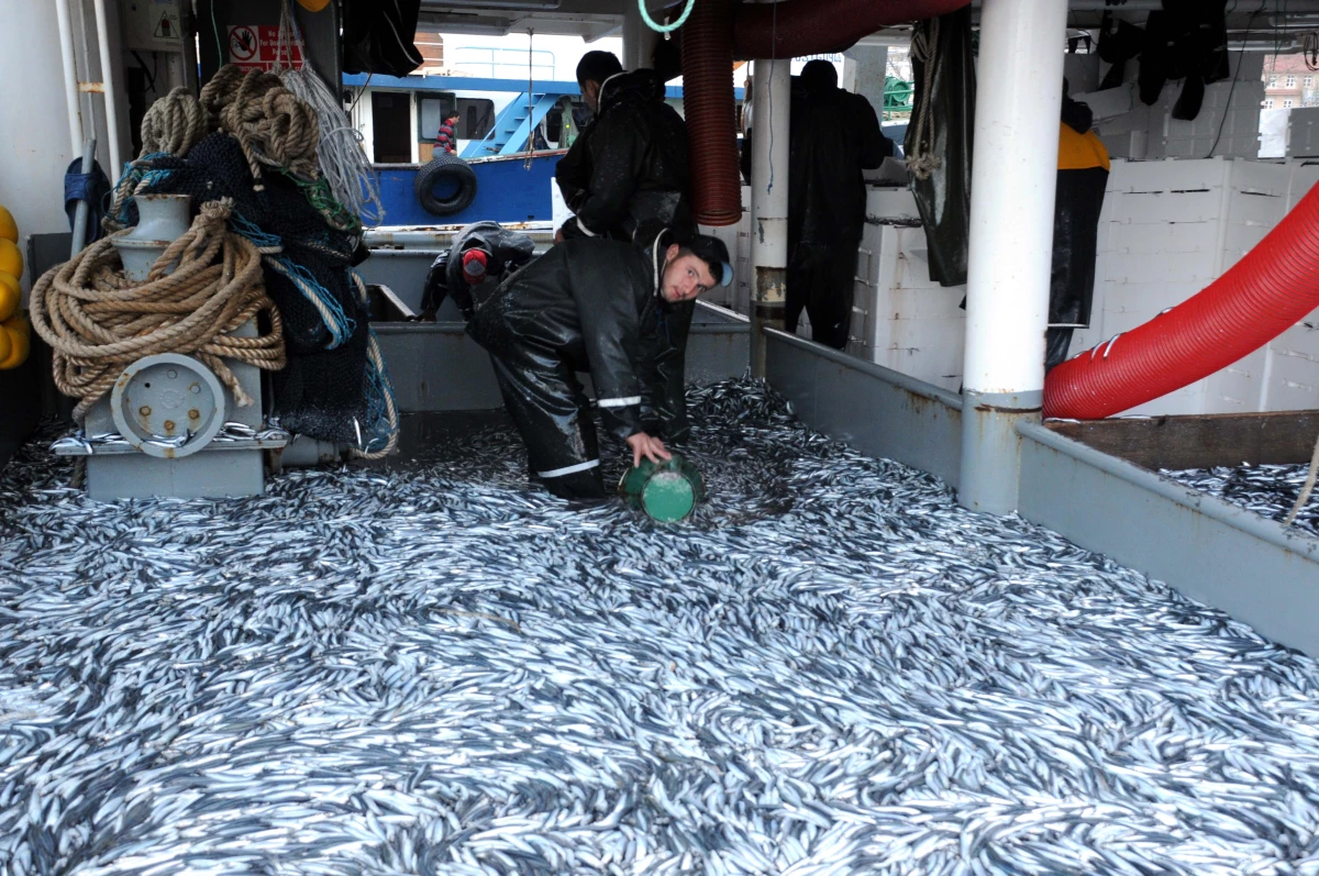 Karadeniz\'deki Bereket, Balıkçıların Yüzünü Güldürdü