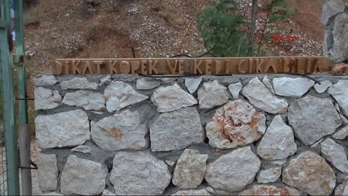 Evinde 51 Sokak Hayvanına Bakıyor