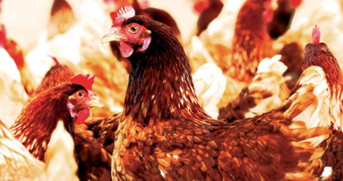 Yumurtlamayan Tavuklar, Çiftlik Sahibini İflas Ettirdi