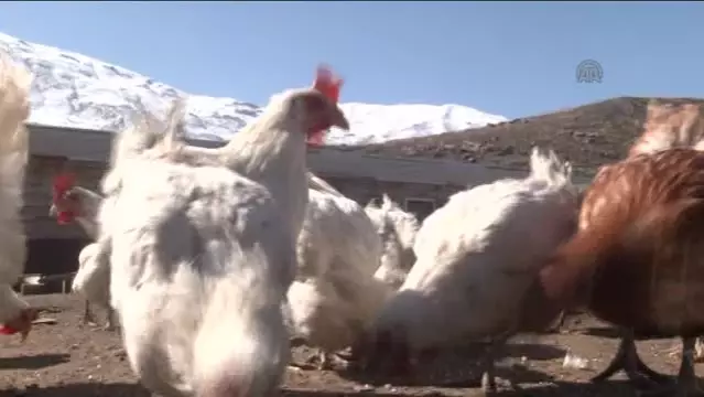 Yumurtlamayan Tavuklar Iflas Ettirdi Son Dakika Ekonomi Yumurtlamayan Tavuklar Iflas Ettirdi Son Dakika Ekonomi